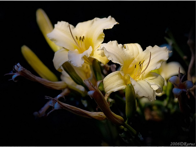 Обои картинки фото автор, rarus, цветы, лилии, лилейники