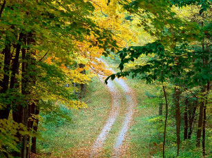 Картинка природа дороги лес деревья дорога осень