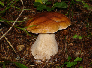 Картинка природа грибы коричневая шляпка