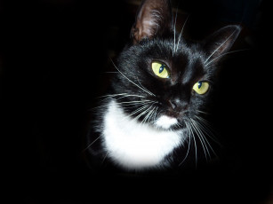 Картинка животные коты кот кошка чёрный голова