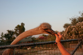 Картинка животные страусы длинная шея