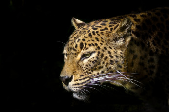 Картинка животные леопарды леопард голова морда