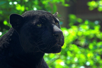 Картинка животные пантеры пантера чёрный ягуар