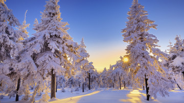 Картинка природа зима ели снег лучи