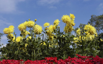Картинка цветы георгины небо желтые
