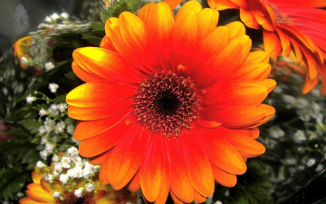 Картинка цветы герберы яркий оранжевый