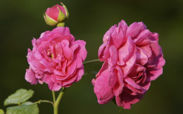 Картинка цветы розы розовые капельки