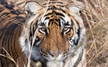 Картинка животные тигры тигр морда