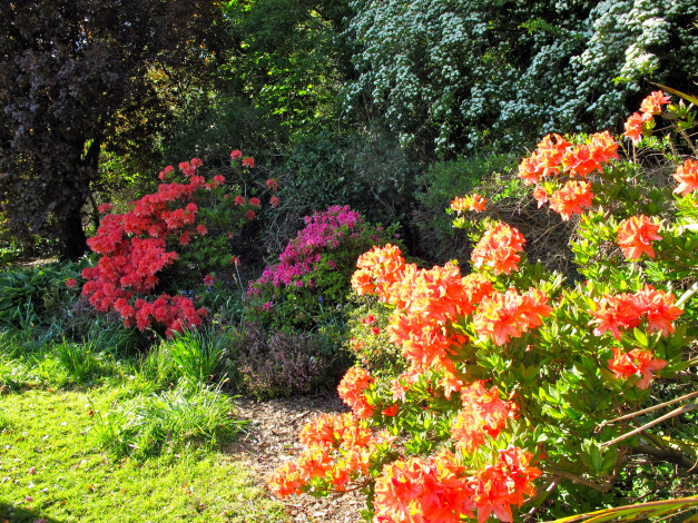 Обои картинки фото азалия, цветы, рододендроны, азалии, оранжевая, сиреневая, розовая