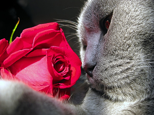 Обои картинки фото животные, коты, красавец, роза, цветок, королева, цветов