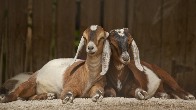 Обои картинки фото животные, козы, отдых