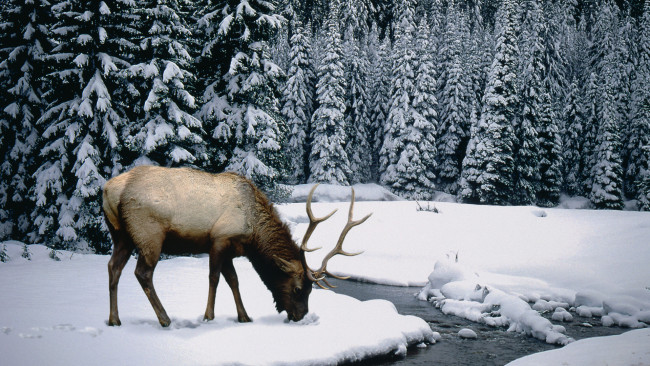 Обои картинки фото животные, олени, река, лес, снег