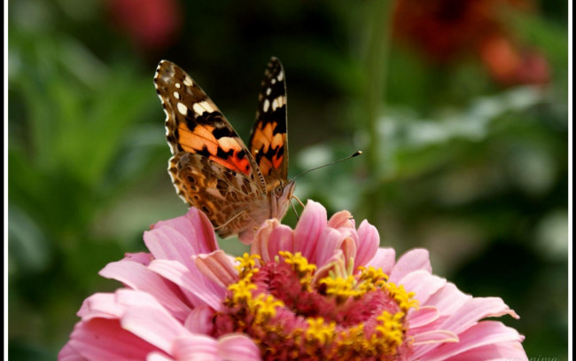 Обои картинки фото животные, бабочки, цветок, бабочка