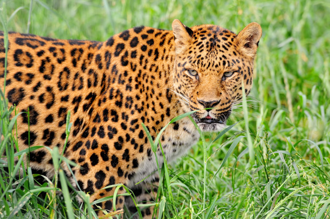 Обои картинки фото животные, леопарды, леопард, трава