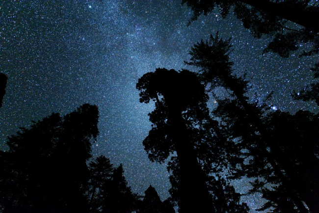 Обои картинки фото космос, звезды, созвездия, ночь, звёзды, небо, деревья