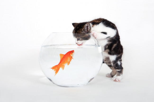 Обои картинки фото животные, разные, вместе, рыбка, золотая, котёнок, кот, кошка, аквариум