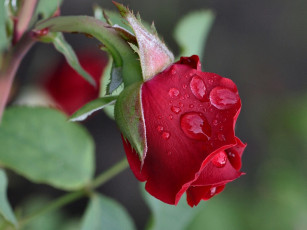 Картинка цветы розы капли макро бутон роза
