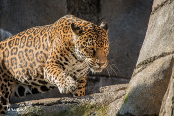 Картинка животные Ягуары камни скалы ягуар