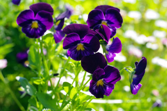 обоя цветы, анютины глазки , садовые фиалки, фиолетовый