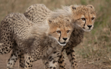 Картинка ©+ania+jones животные гепарды молодые пара