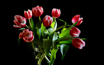 Картинка цветы тюльпаны двухцветный