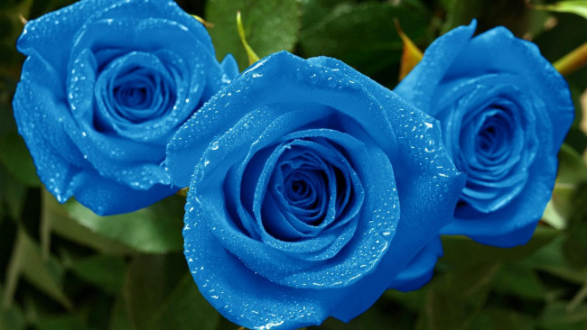 Обои картинки фото цветы, розы, голубой