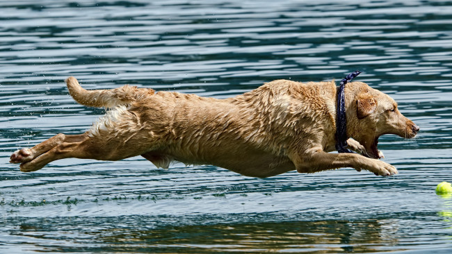Обои картинки фото животные, собаки, собака, вода, прыжок