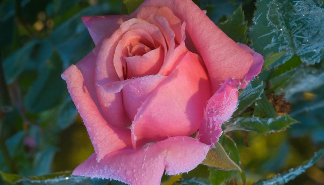 Обои картинки фото цветы, розы, розочка, иней