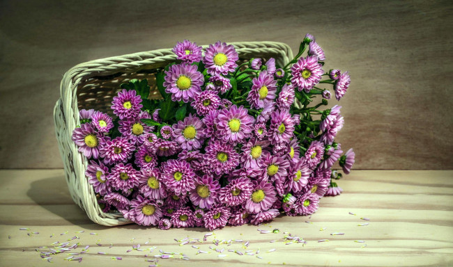 Обои картинки фото цветы, хризантемы, корзинка