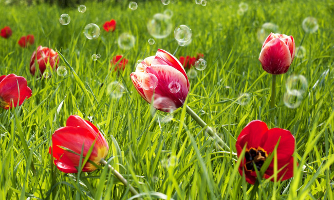 Обои картинки фото цветы, тюльпаны, красный, поле, трава, зелень, луг, мыльные, пузыри