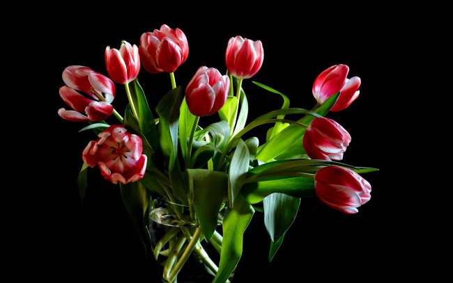 Обои картинки фото цветы, тюльпаны, двухцветный
