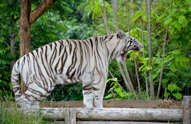 Обои картинки фото животные, тигры, белый, тигр, зевает, пасть, клыки