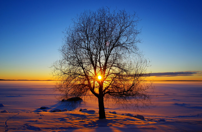 Обои картинки фото природа, восходы, закаты, солнце, дерево, зима