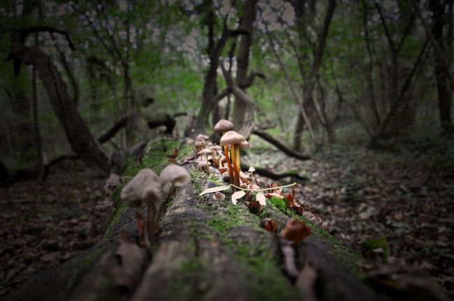 Обои картинки фото природа, грибы, бревно, лес, макро, мох