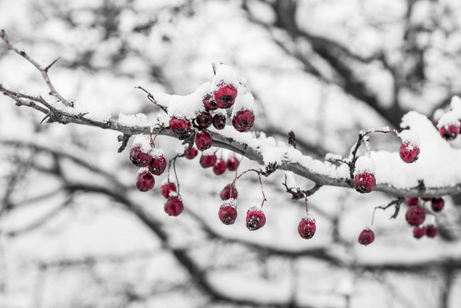 Обои картинки фото природа, Ягоды, холод, лед, снег, ягоды, ветка
