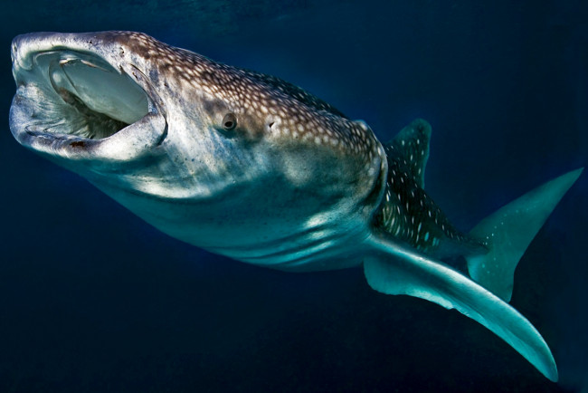 Обои картинки фото животные, акулы, океан, глубина, акула, китовая