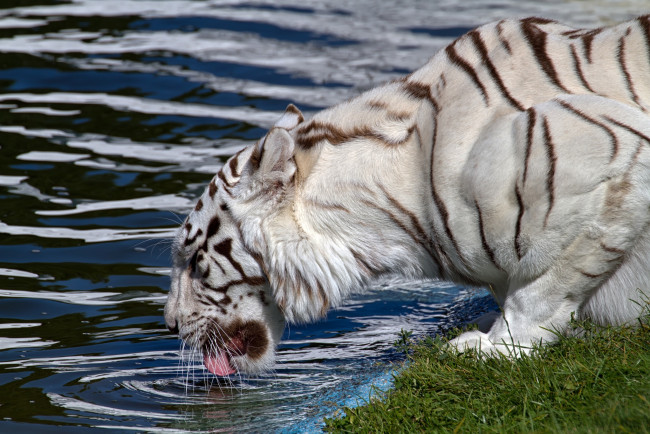Обои картинки фото животные, тигры, водопой