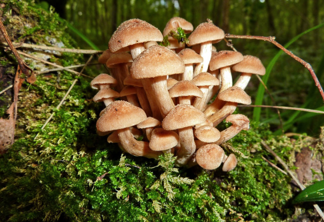 Обои картинки фото природа, грибы, опята, мох