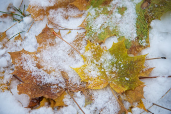 Картинка природа листья цвет снег макро
