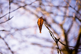 Картинка природа листья одинокий осень макро