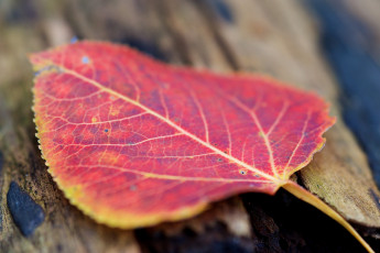 Картинка природа листья осень макро красный