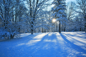 Картинка природа зима деревья пейзаж снег лес
