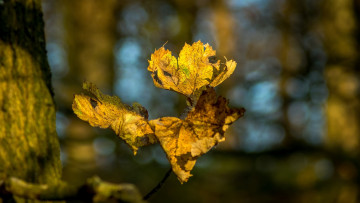 Картинка природа листья осень жёлтый макро ветка
