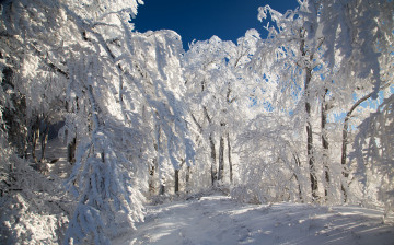 Картинка природа зима снег деревья тропинка лес