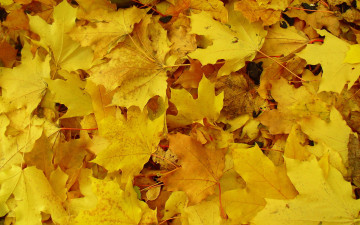 Картинка природа листья желтые клен осень