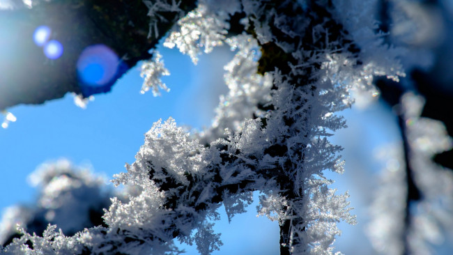 Обои картинки фото природа, макро, зима, ветка, снег