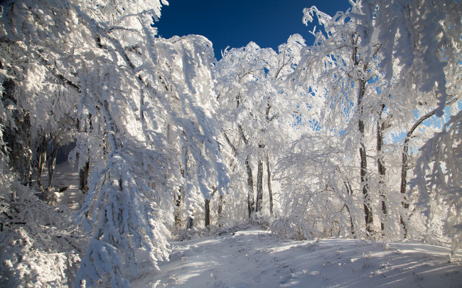 Обои картинки фото природа, зима, снег, деревья, тропинка, лес