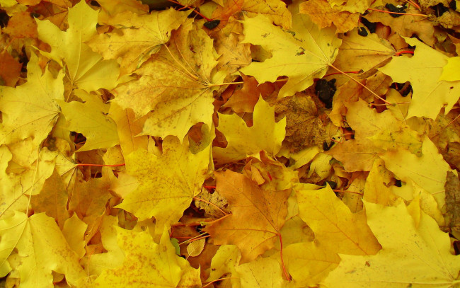 Обои картинки фото природа, листья, желтые, клен, осень