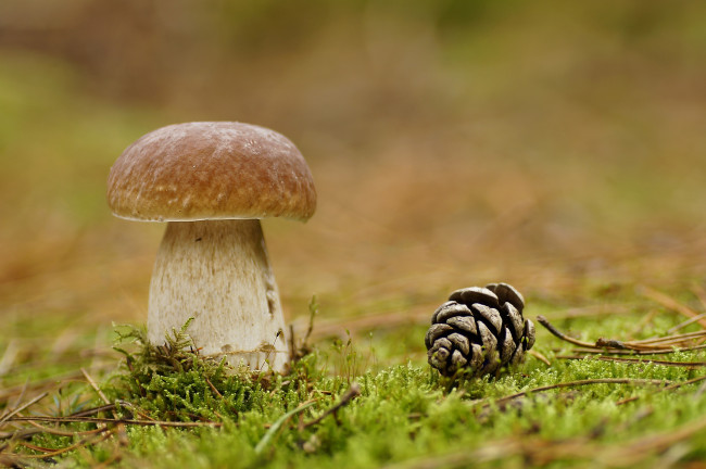 Обои картинки фото природа, грибы, шишка, мох, лес, макро