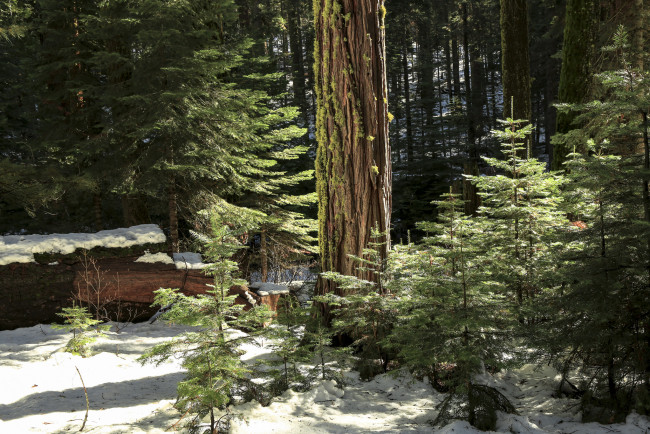 Обои картинки фото природа, лес, снег, елочки